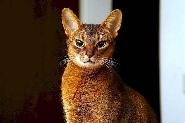 Абиссинская кошка Абиссинская кошка
