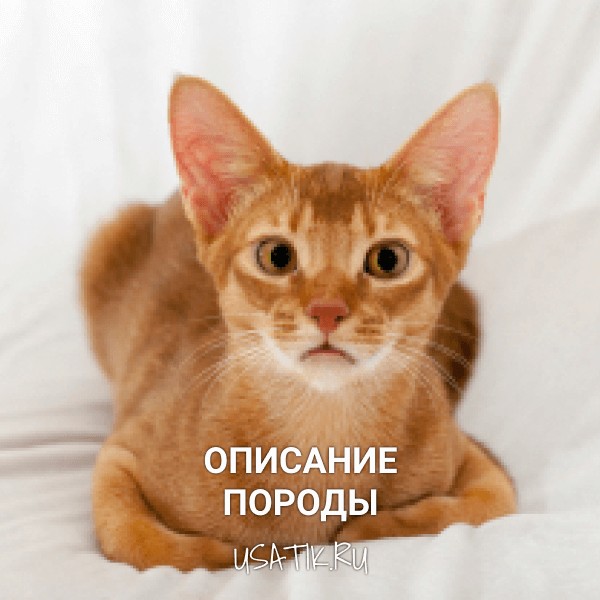 Абиссинская кошка - описание породы