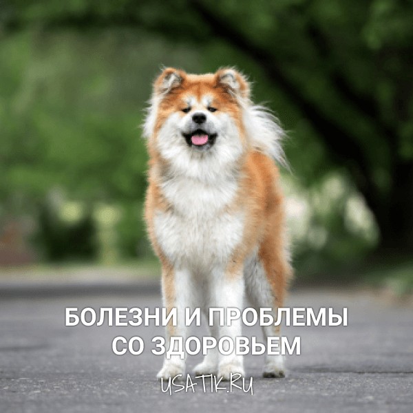 Японская порода собак акита ину цена в москве цена