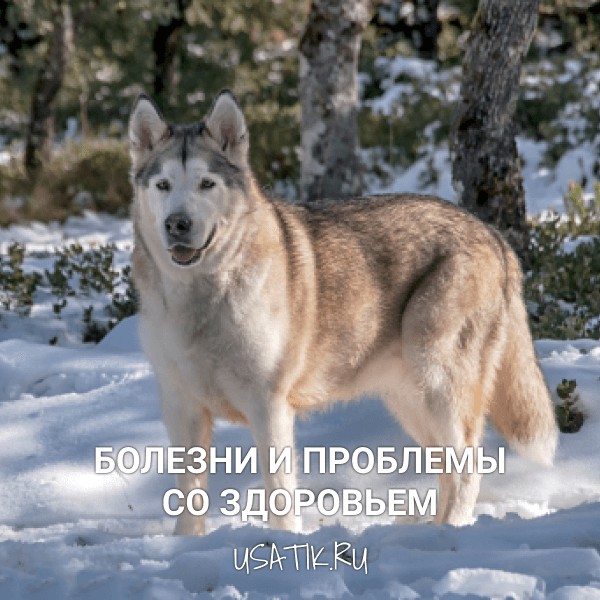 Породы собак аляскинский маламут щенки