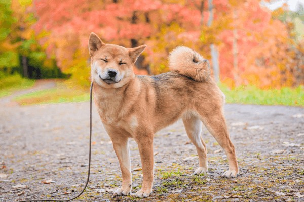 Японская порода собак сиба ину цена за щенков в москве