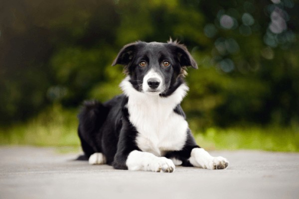 БОРДЕР-КОЛЛИ: Фото, описание, характер, цена собаки, отзывы ✓