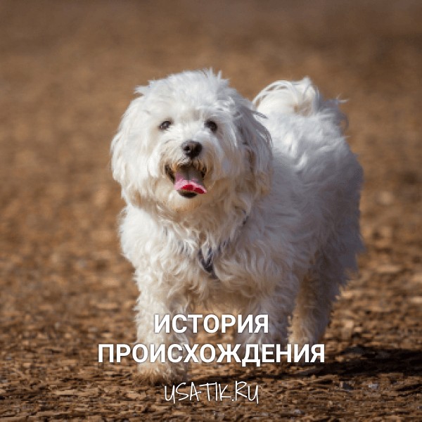 Русская болонка собака. Описание, особенности, виды, уход и цена породы