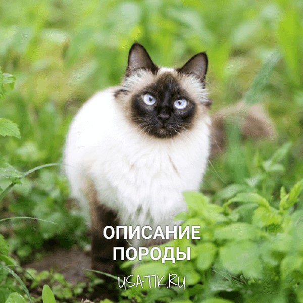 Сиамская кошка - описание породы