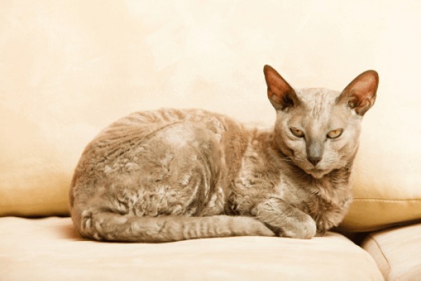 ЕГИПЕТСКАЯ КОШКА: Фото, описание, характер, цена кошки, отзывы ✓