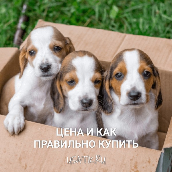 Сколько стоит собака породы эстонская гончая