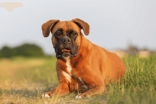 Боксер порода собак описание породы характер