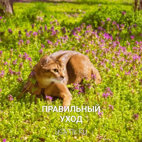 Уход за абиссинскими кошками