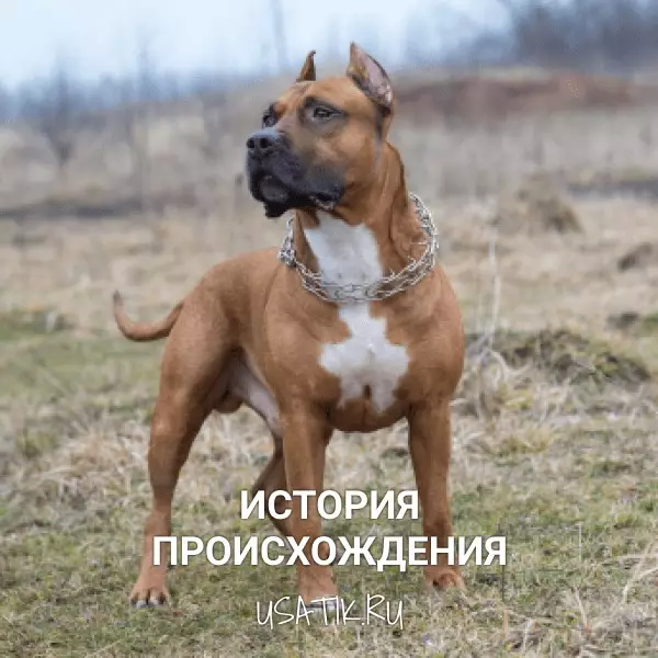 История происхождения американских стаффордширских терьеров