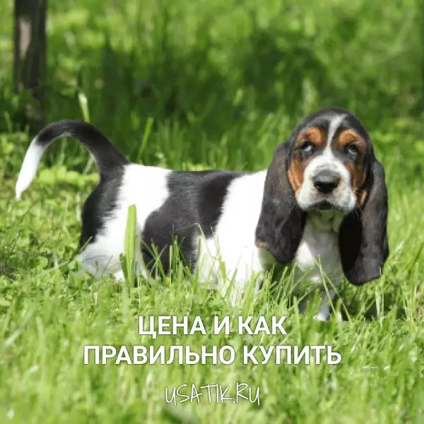 Бассет-хаунд - цена и как правильно купить