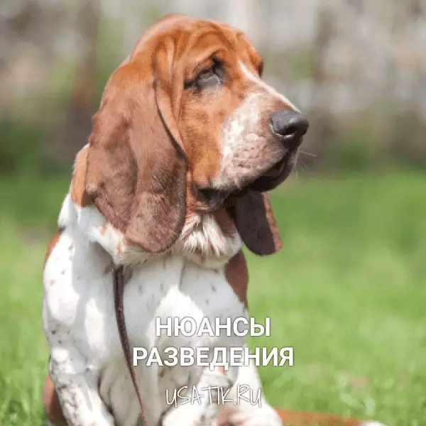 Разведение бассет-хаундов