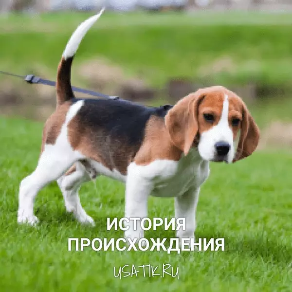 История происхождения биглей