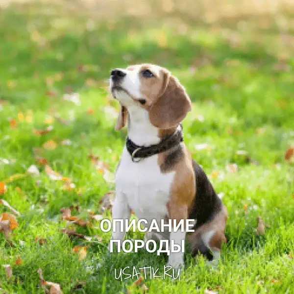 Бигль - описание породы