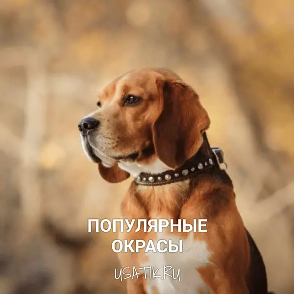 Популярные окрасы биглей