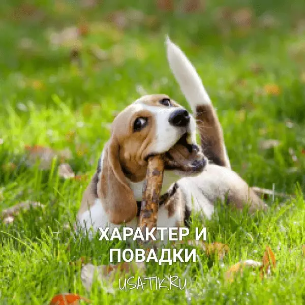 Характер и повадки биглей