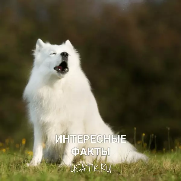 Интересные факты о самоедских собаках