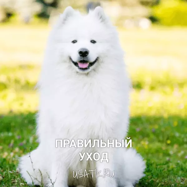 Уход за самоедскими собаками