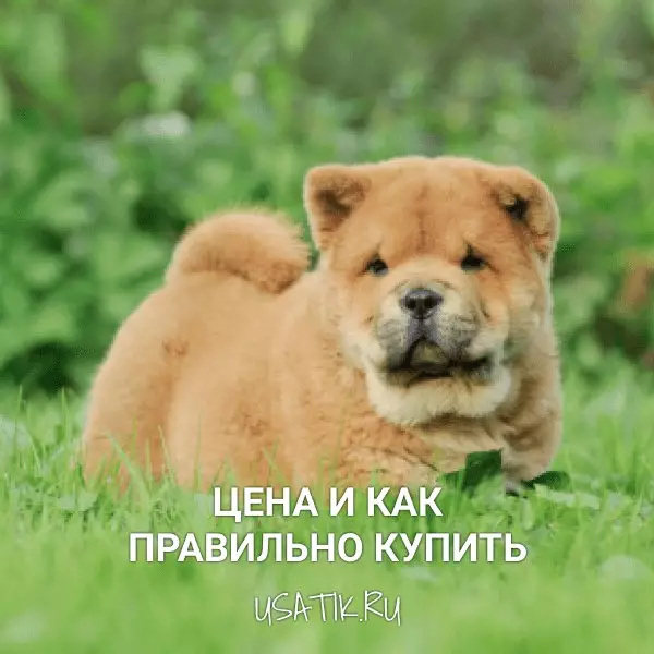 Чау-чау - цена и как правильно купить