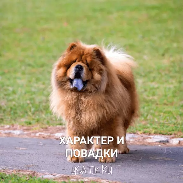 Характер и повадчки чау-чау