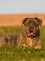 Кане-корсо