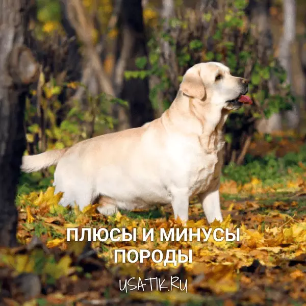 Плюсы и минусы лабрадоров