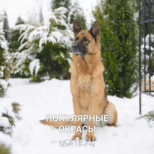 Популярные окрасы немецких овчарок