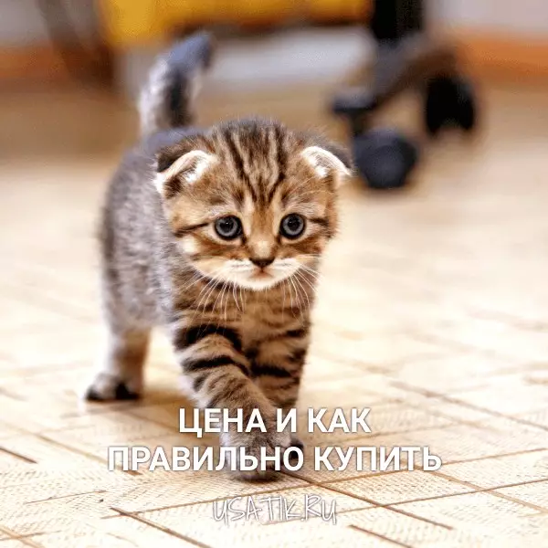 Шотландская вислоухая кошка - цена и как правильно купить