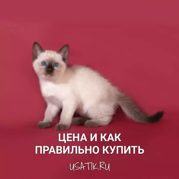 Тайская кошка - цена и как правильно купить