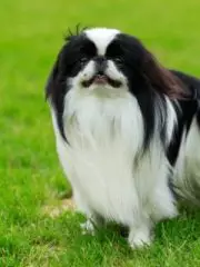 Японский хин