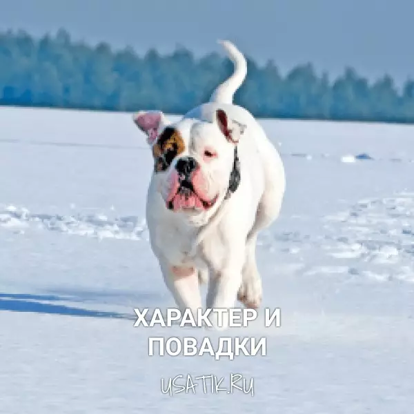 Характер и повадки американских бульдогов