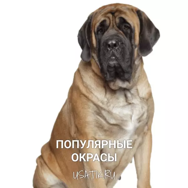 Популярные окрасы английских мастифов