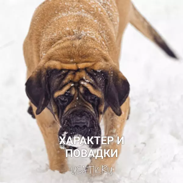 Характер и повадки английских мастифов 
