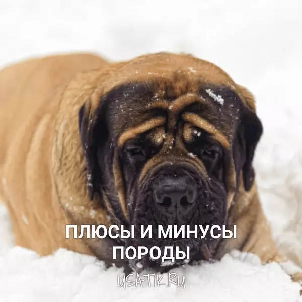 Плюсы и минусы английских мастифов