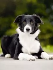 Бордер-колли