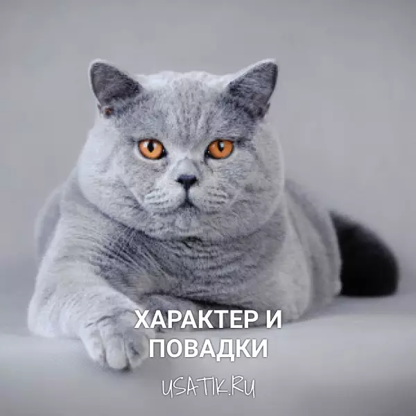 Характер и повадки британских короткошерстных кошек