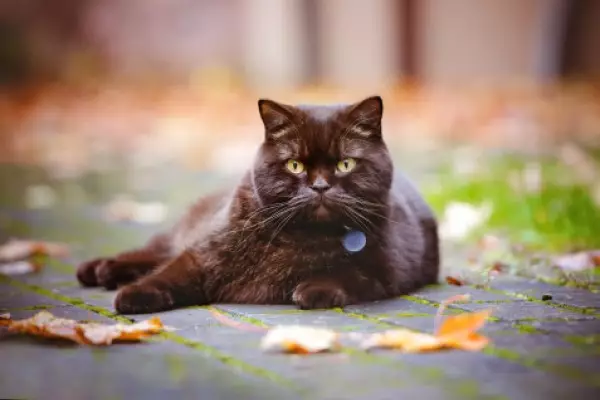 Британская короткошерстная кошка
