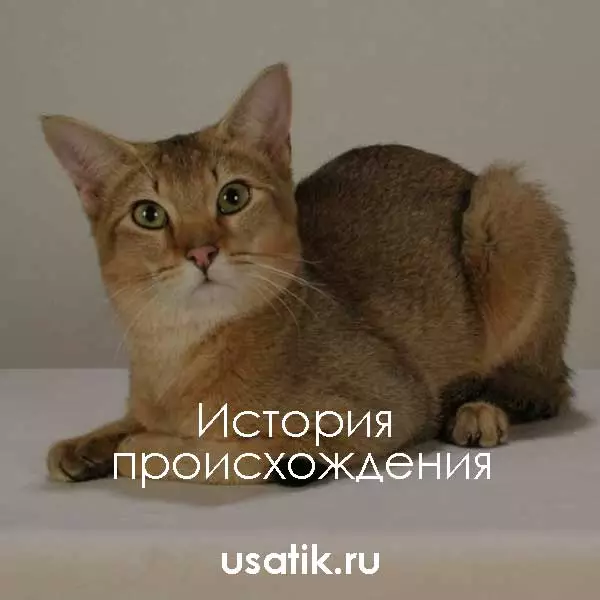 История происхождения чаузи