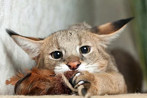 Чаузи Чаузи