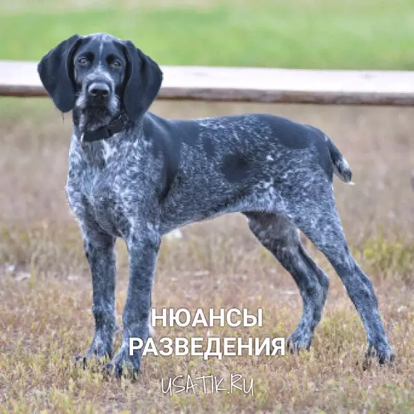 Разведение дратхааров