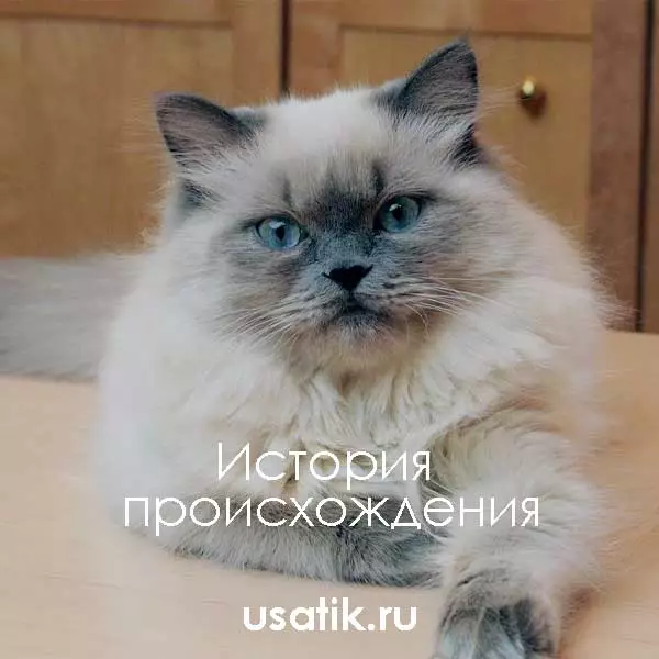 История происхождения гималайских кошек