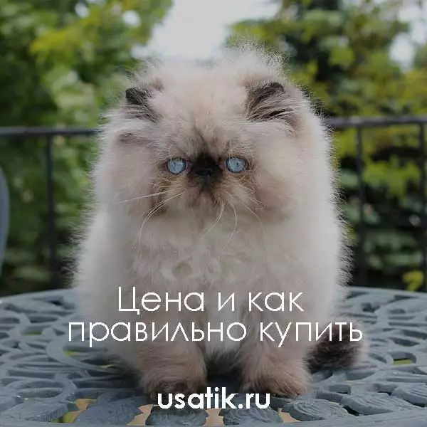 Гималайская кошка - цена и как правильно купить
