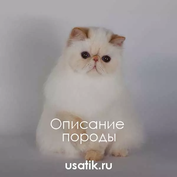 Гималайская кошка - описание породы