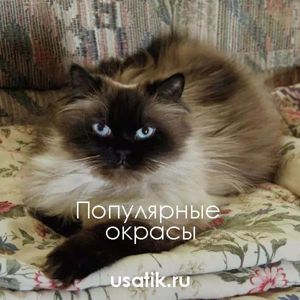 Популярные окрасы гималайских кошек