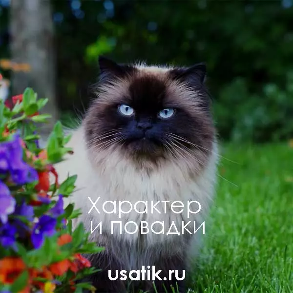 Характер и повадки гималайских кошек