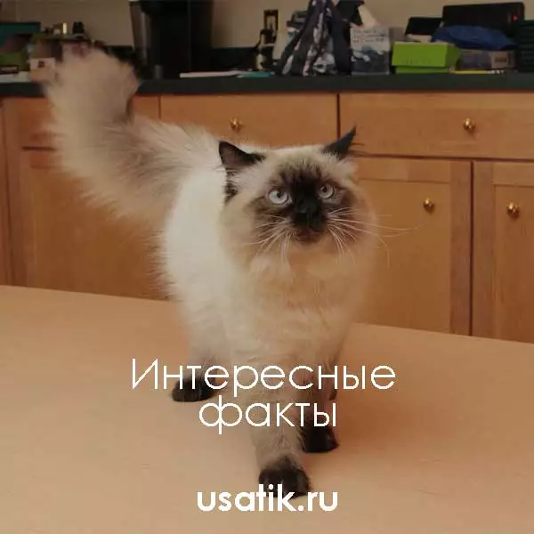 Интересные факты о гималайских кошках