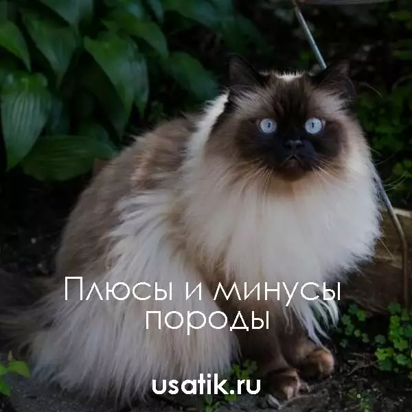 Плюсы и минусы гималайских кошек