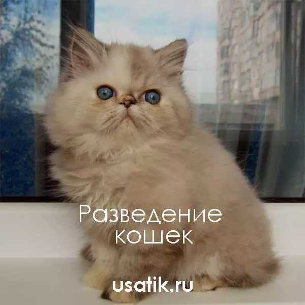 Разведение гималайских кошек