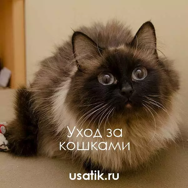 Уход за гималайскими кошками