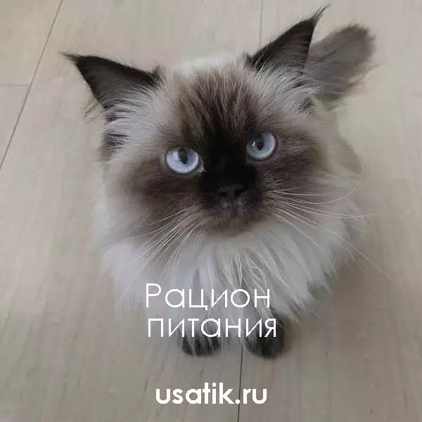 Рацион питания гималайских кошек