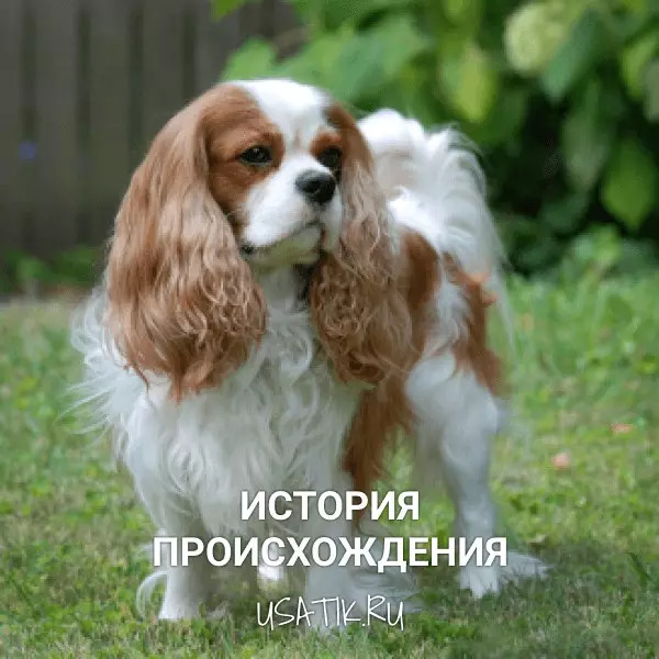 История происхождения кавалер-кинг-чарльз-спаниелей